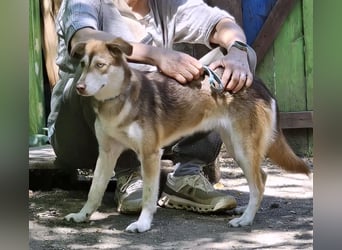 Vica – little Husky inside!