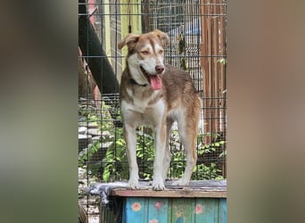 Vica – little Husky inside!