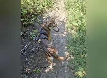 Vica – little Husky inside!
