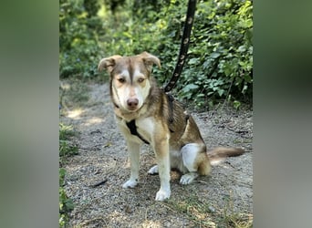 Vica – little Husky inside!
