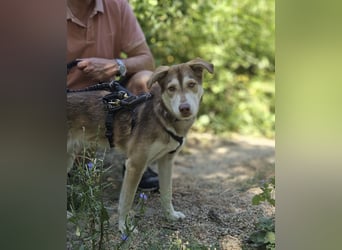 Vica – little Husky inside!