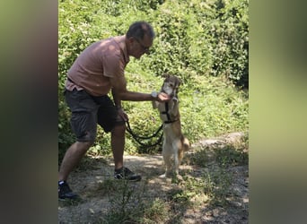 Vica – little Husky inside!