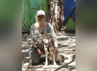 Vica – little Husky inside!