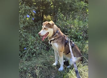 Vica – little Husky inside!