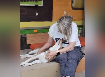 Vica – little Husky inside!