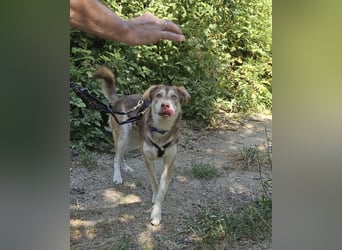 Vica – little Husky inside!