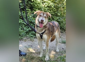 Vica – little Husky inside!