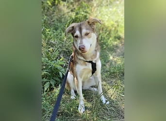 Vica – little Husky inside!