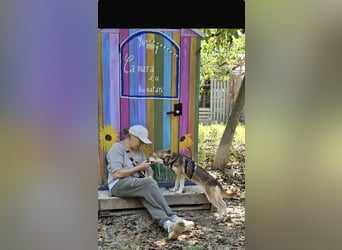 Vica – little Husky inside!