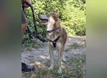 Vica – little Husky inside!