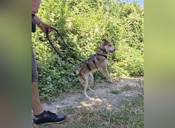 Vica – little Husky inside!