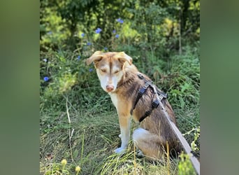 Vica – little Husky inside!