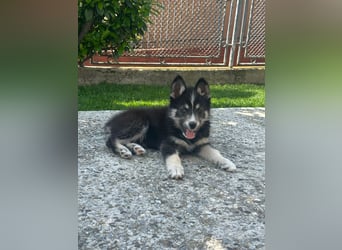 Husky-Lappländischer Rentierhund-Mix BLUEY sucht ein Zuhause!
