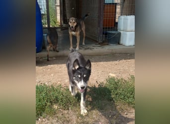 Husky-Lappländischer Rentierhund-Mix BLUEY sucht ein Zuhause!
