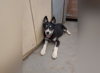 Husky-Lappländischer Rentierhund-Mix BLUEY sucht ein Zuhause!