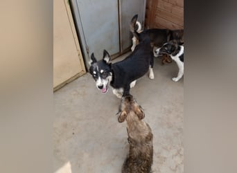 Husky-Lappländischer Rentierhund-Mix BLUEY sucht ein Zuhause!