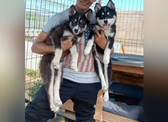 Husky-Lappländischer Rentierhund-Mix BLUEY sucht ein Zuhause!