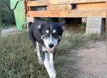 Husky-Lappländischer Rentierhund/ Schäfer/Hütehund Mix BLUEY sucht ein Zuhause!