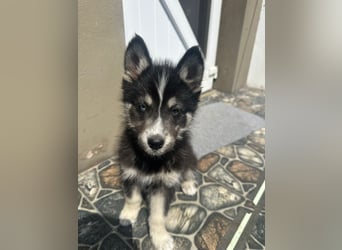 Husky-Lappländischer Rentierhund-Mix BLUEY sucht ein Zuhause!
