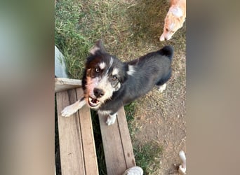 Husky-Lappländischer Rentierhund/ Schäfer/Hütehund Mix BLUEY sucht ein Zuhause!