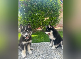Husky-Lappländischer Rentierhund-Mix BLUEY sucht ein Zuhause!