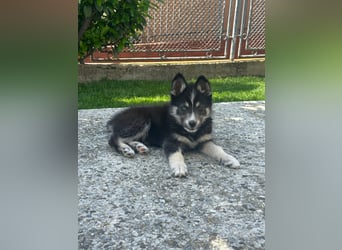 Husky-Lappländischer Rentierhund-Mix BLUEY sucht ein Zuhause!