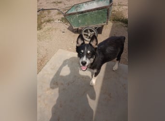 Husky-Lappländischer Rentierhund-Mix BLUEY sucht ein Zuhause!
