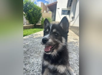 Husky-Lappländischer Rentierhund-Mix BLUEY sucht ein Zuhause!