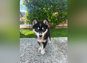 Siberian Husky-Alaskan Klee Kai Mix SKY sucht seine Familie!