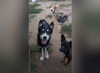 Husky-Lappländischer Rentierhund/ Schäfer/Hütehund Mix BLUEY sucht ein Zuhause!