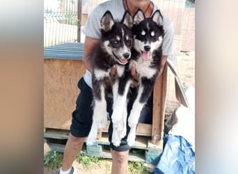 Husky-Lappländischer Rentierhund-Mix BLUEY sucht ein Zuhause!