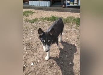 Husky-Lappländischer Rentierhund-Mix BLUEY sucht ein Zuhause!