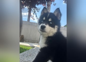 Siberian Husky-Alaskan Klee Kai Mix SKY sucht seine Familie!