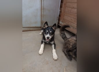 Husky-Lappländischer Rentierhund-Mix BLUEY sucht ein Zuhause!