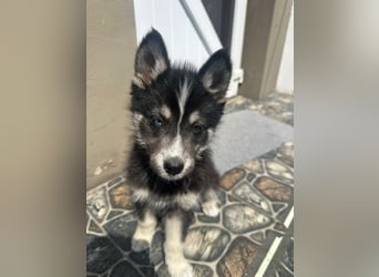 Husky-Lappländischer Rentierhund-Mix BLUEY sucht ein Zuhause!