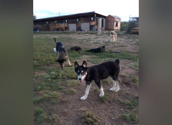Husky-Lappländischer Rentierhund/ Schäfer/Hütehund Mix BLUEY sucht ein Zuhause!