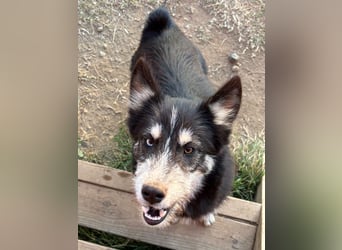 Husky-Lappländischer Rentierhund/ Schäfer/Hütehund Mix BLUEY sucht ein Zuhause!