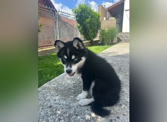 Siberian Husky-Alaskan Klee Kai Mix SKY sucht seine Familie!