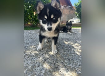 Siberian Husky-Alaskan Klee Kai Mix SKY sucht seine Familie!