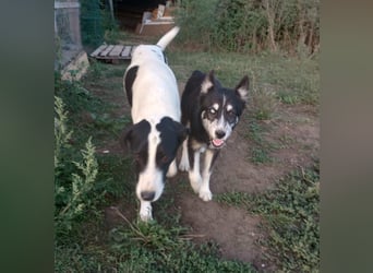 Husky-Lappländischer Rentierhund/ Schäfer/Hütehund Mix BLUEY sucht ein Zuhause!