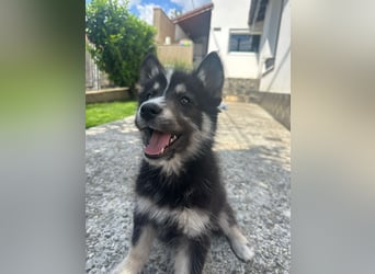 Husky-Lappländischer Rentierhund-Mix BLUEY sucht ein Zuhause!
