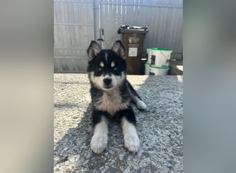 Siberian Husky-Alaskan Klee Kai Mix SKY sucht seine Familie!