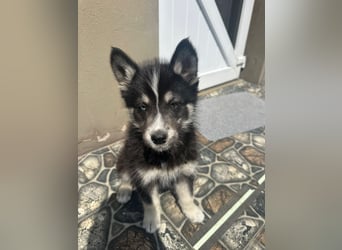 Husky-Lappländischer Rentierhund-Mix BLUEY sucht ein Zuhause!
