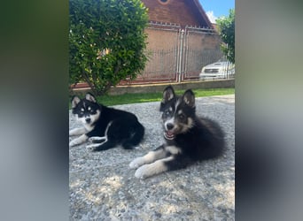Siberian Husky-Alaskan Klee Kai Mix SKY sucht seine Familie!