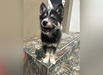 Husky-Lappländischer Rentierhund-Mix BLUEY sucht ein Zuhause!