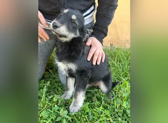 Timon, geboren 11.12.2025, 35cm sucht sein Körbchen