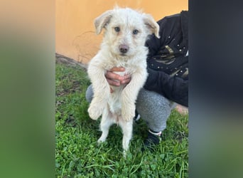 Aurora, geboren 11.12.2025, 32cm sucht ihre Familie