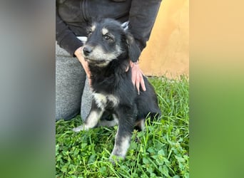 Timon, geboren 11.12.2025, 35cm sucht sein Körbchen