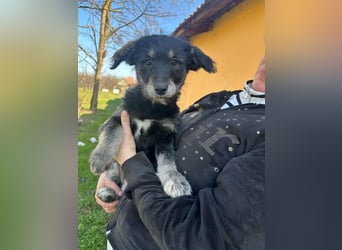 Ava, geboren 11.12.2025, 33cm sucht ihre Menschen