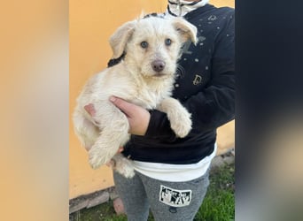 Aurora, geboren 11.12.2025, 32cm sucht ihre Familie